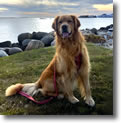 Melo (the dog) at Wantagh Park - Photo by Vivianne Thomas